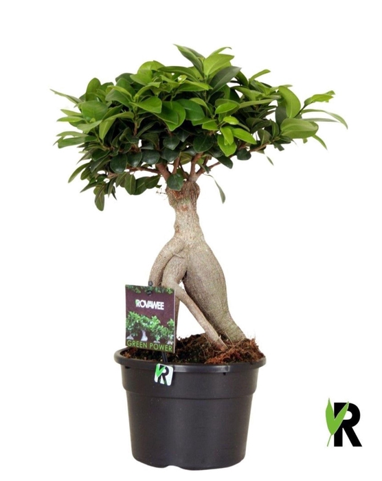 <h4>Ficus Ginseng</h4>