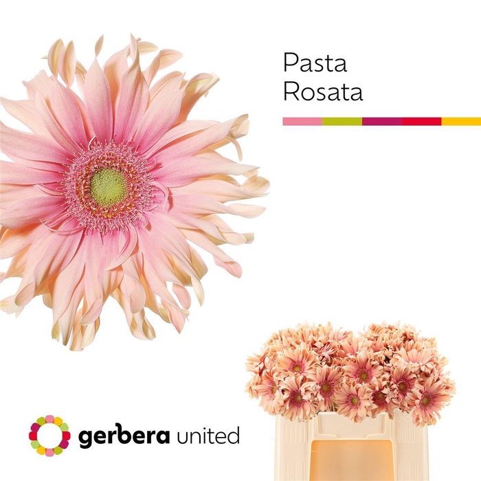 <h4>Ge Kv Pasta Rosata</h4>