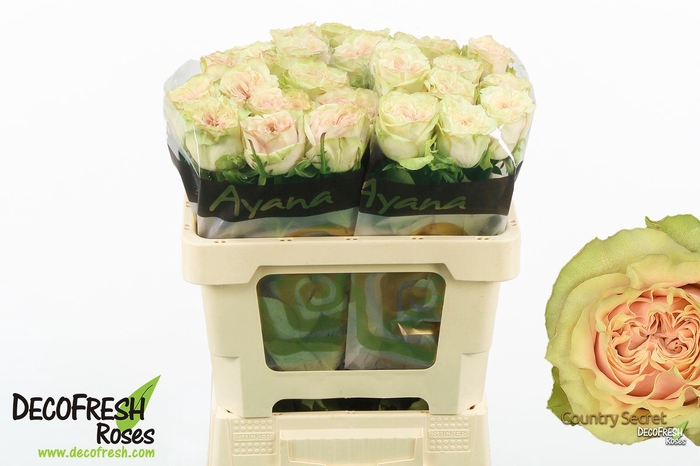 <h4>R Gr Country Secret</h4>