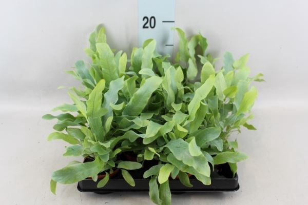 <h4>Phlebodium aureum 'Blue Star'</h4>