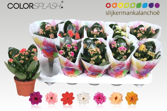 <h4>Kal Ge Gem 7 Kl</h4>