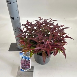 Leucothoë keiskei 'Burning Love'