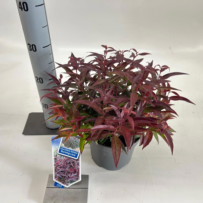 Leucothoë keiskei 'Burning Love'