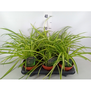 Chlorophytum cos. 'Atlantic'