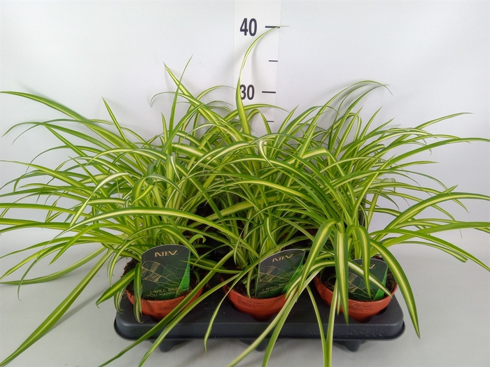 <h4>Chlorophytum cos. 'Atlantic'</h4>