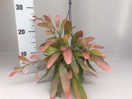 <h4>Rhipsalis Red Coral Hang</h4>