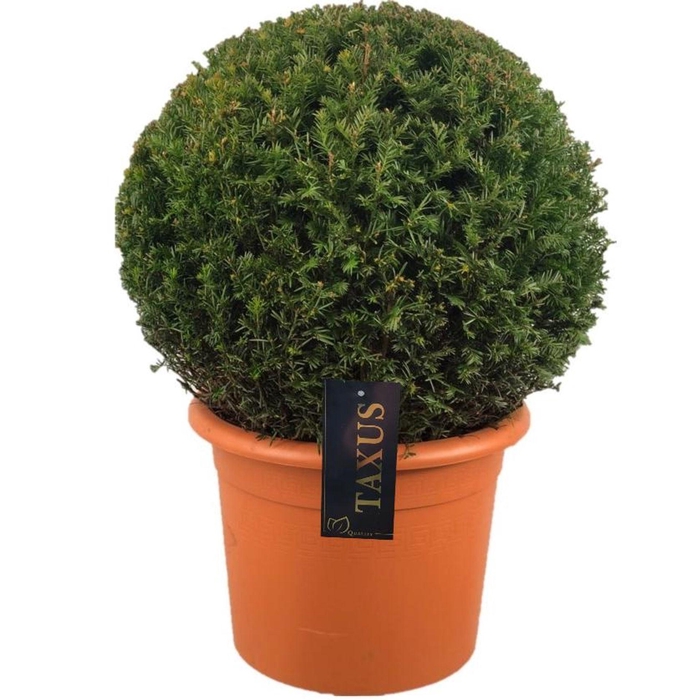 <h4>Taxus baccata</h4>