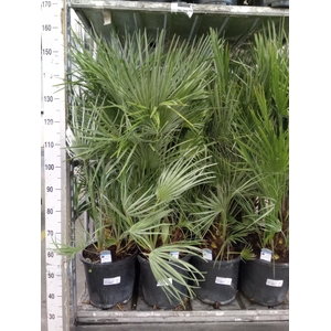Chamaerops humilis