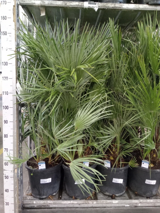 <h4>Chamaerops humilis</h4>