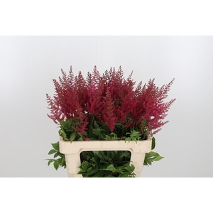 Astil Ar Paul Gaarde 60 Cm