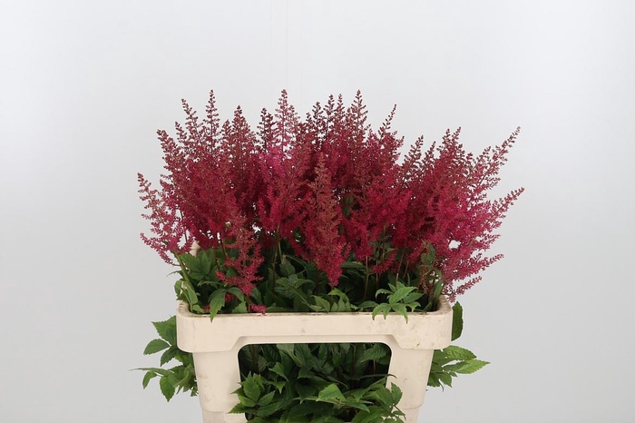 Astil Ar Paul Gaarde 60 Cm