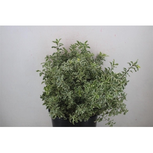 Pitto Nigra 150gr P Bunch