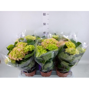 Hydrangea mac. 'Early Rosa'