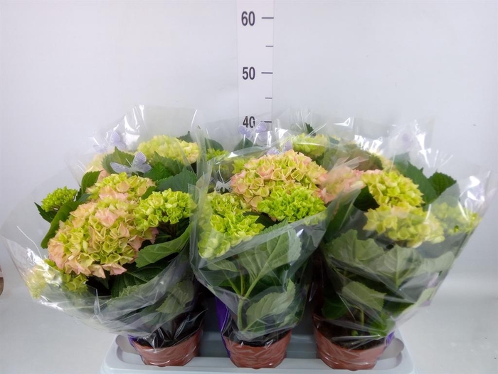 <h4>Hydrangea mac. 'Early Rosa'</h4>