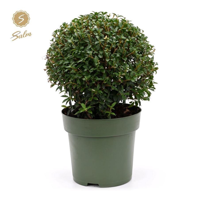 <h4>Osmanthus x Burkwoodii Ball Ø38cm P27</h4>