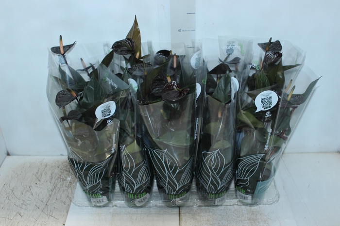 <h4>ANTHURIUM BLACK LOVE P12</h4>
