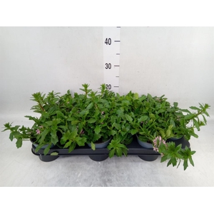 Scaevola saligna 'Saphira'