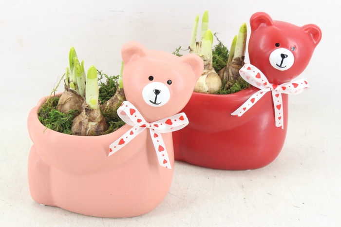 <h4>arr4 Narcis RN - Loving LuLu</h4>