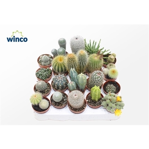 Cactus Mix (20spc.)