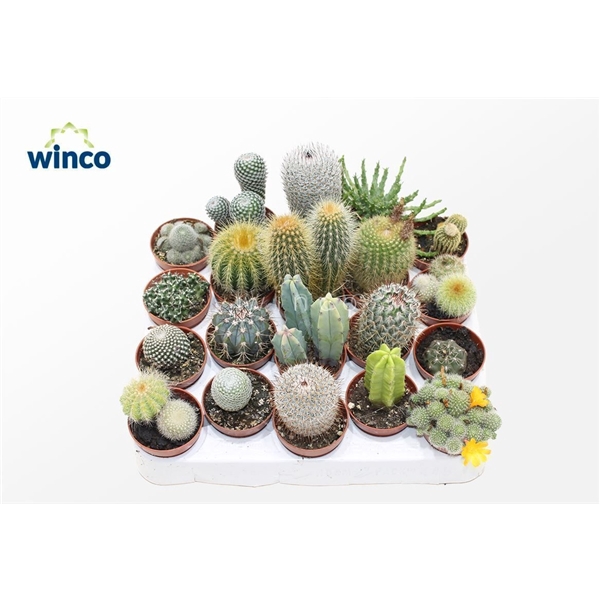 <h4>Cactus Mix (20spc.)</h4>