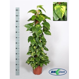 Epipremnum pinnatum mosstok 24Ø 130cm