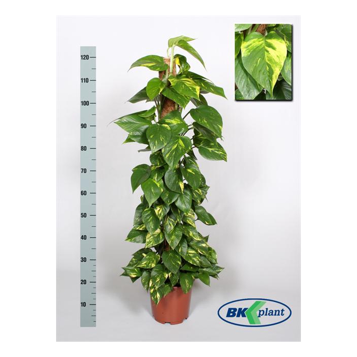 <h4>Epipremnum pinnatum mosstok 24Ø 130cm</h4>