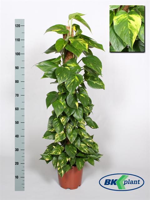 Epipremnum pinnatum mosstok 24Ø 130cm