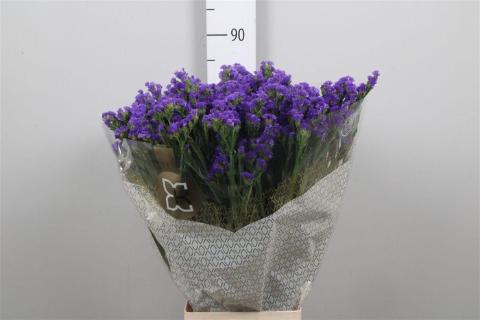 <h4>Lim S Levis Wings</h4>