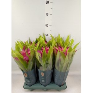 Guzmania  'Deseo Pink'