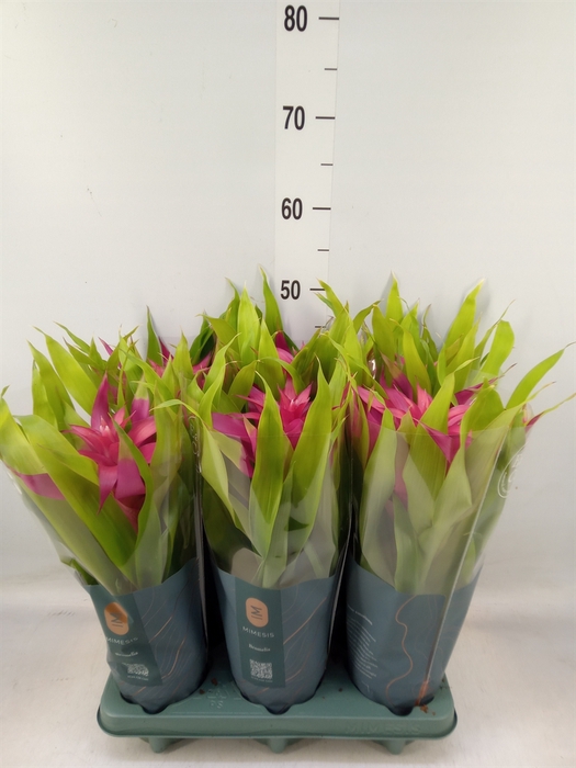 <h4>Guzmania  'Deseo Pink'</h4>