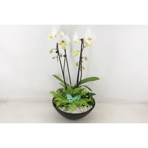 arr2 PL - Ebbischaal phal. wit STD