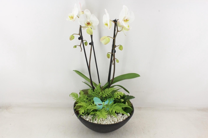 <h4>arr2 PL - Ebbischaal phal. wit STD</h4>