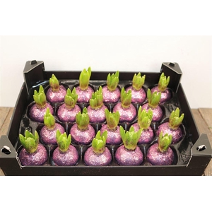 Wax Hyacinth Topline Gl Lavendel