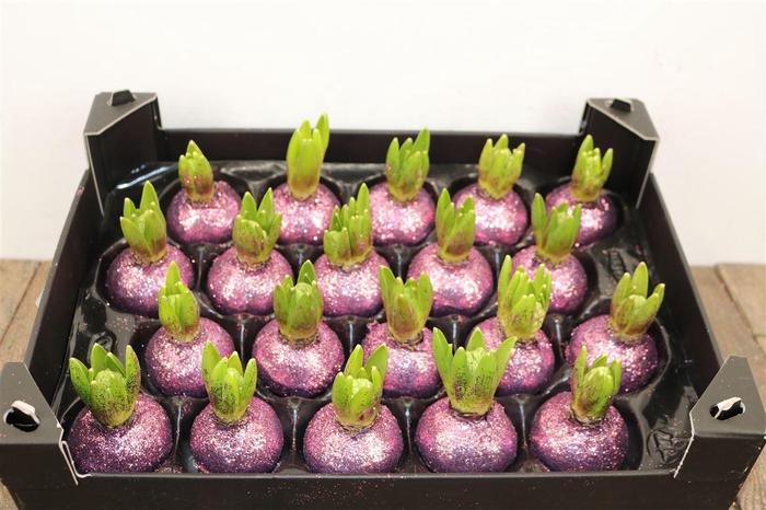 <h4>Wax Hyacinth Topline Gl Lavendel</h4>