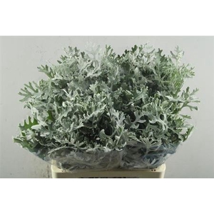 Senecio Maritima