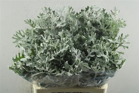 <h4>Senecio Maritima</h4>