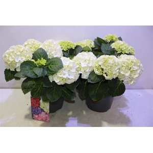 arr8 Hydr M Hi White Sun