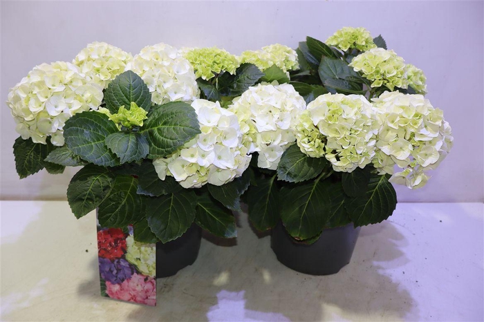 <h4>arr8 Hydr M Hi White Sun</h4>