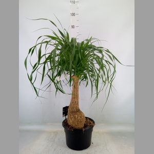 Beaucarnea recurvata