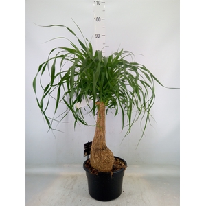 Beaucarnea recurvata