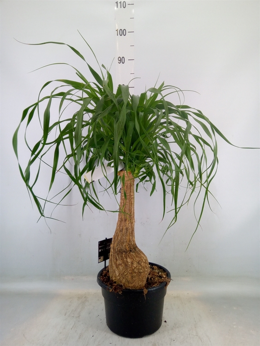 <h4>Beaucarnea recurvata</h4>