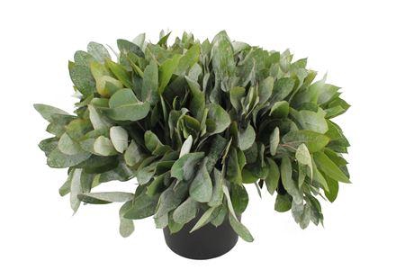 <h4>Euca Potlood ( Robusta ) Koning</h4>
