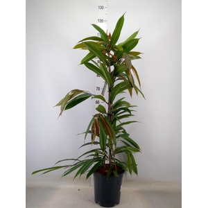 Ficus binn. 'Amstel King'