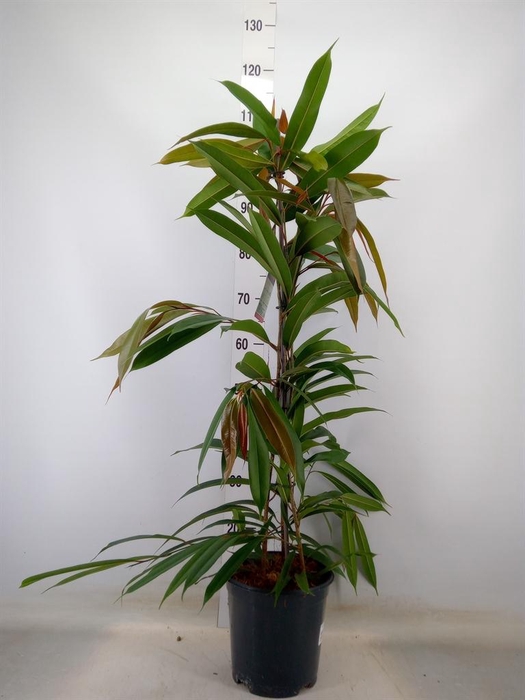 <h4>Ficus binn. 'Amstel King'</h4>