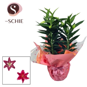 Oriental p17 Rondella GARDEN LOVE Pink