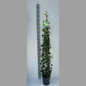 HEDE HIBERNICA 3 STOK P24