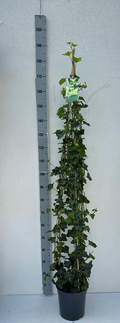 <h4>HEDE HIBERNICA 3 STOK P24</h4>