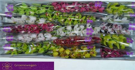 <h4>Cymb Mi Gem</h4>