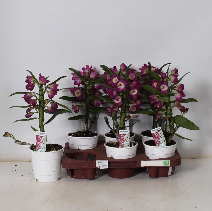 <h4>DEND NOBILE</h4>