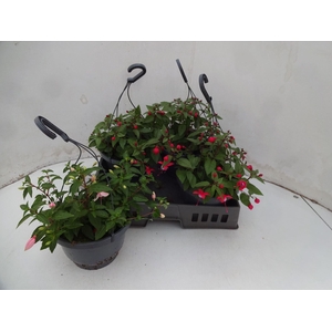 Fuchsia gemengd